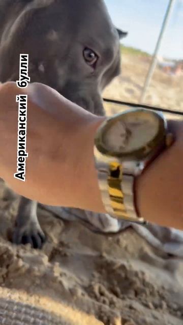 Американский булли. #собака #собаки #собакаприколы #американскийбулли #булли #собакаест смотреть онлайн