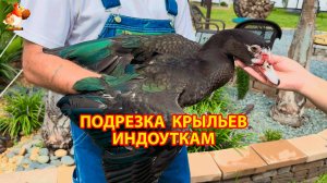 Подрезка крыльев индоуткам и как подрезать крылья уткам, чтобы не летали к соседям  ❣️🤗🥰