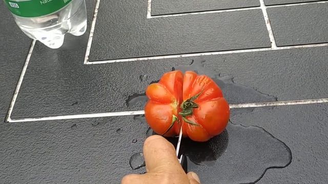 Organic "Rebellion" Tomatoes смотреть онлайн
