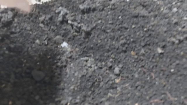 Ошибка в планировании. Дендробена в компостной куче. смотреть онлайн