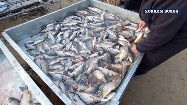 ХОРАЗМ БАЛИК БОЗОРИ СОГИНГАНЛАР УЧУН МАХСУС ВИДЕО ХОРАЗМ БОЗОР.