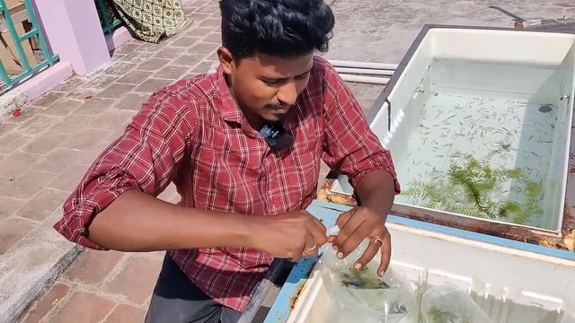 Adding 200 Betta Fish to My Fish Tank🐠 | 200 Betta மீன்கள் இதில் இருக்கு! | Fridge Box Setup! смотреть онлайн