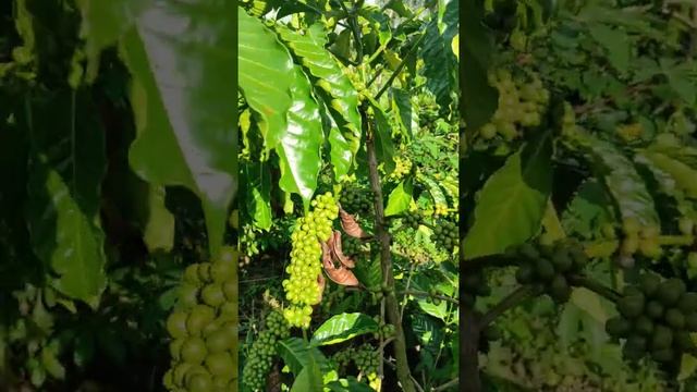 Peninjauan Lapangan Perkebunan Kopi Robusta Jumbo Sidikalang