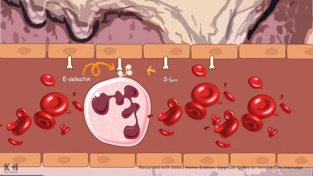 Diapedesis : Extravasation of Neutrophils ( Innate immunity) смотреть онлайн