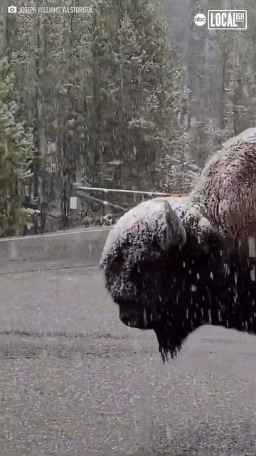Bison passes dangerously close to tourists смотреть онлайн
