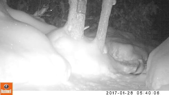 хорек смотреть онлайн