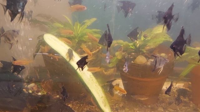 На десерт огурец. смотреть онлайн