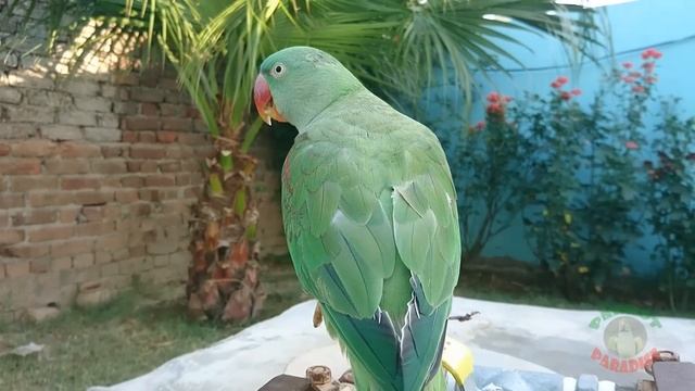 Alexandrine Parrot Natural Sounds