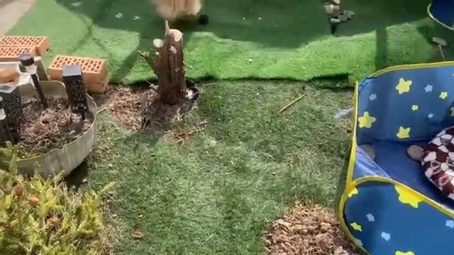 Все гуляют, отдыхают, пока нет дождей с улицы не загнать домой. смотреть онлайн