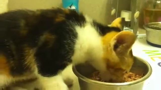 Kitten meows while eating. смотреть онлайн