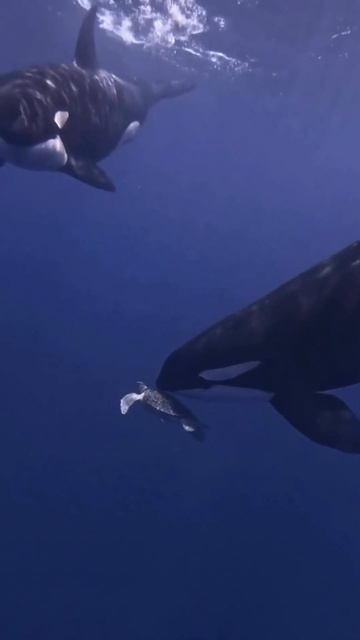 Orcas: The Apex Predators of the Ocean #orca смотреть онлайн