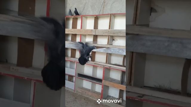 Все бойные голуби от. Санжар. смотреть онлайн