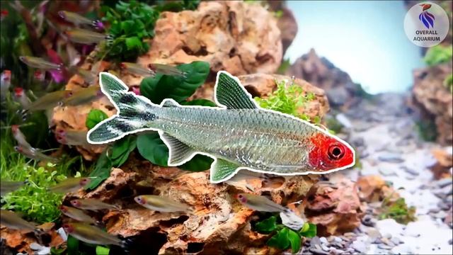 Rummy nose tetra смотреть онлайн