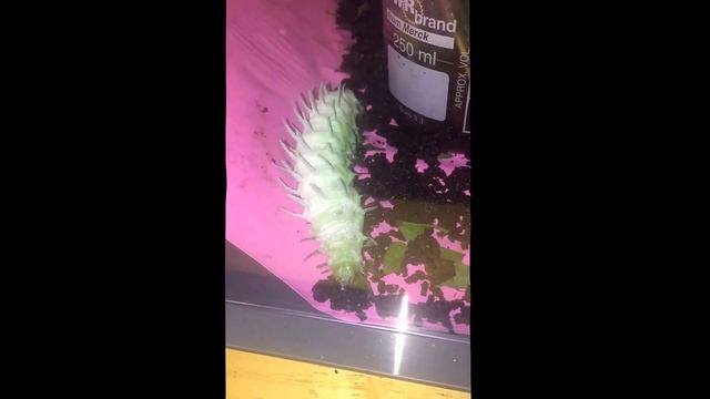Atlas moth larva (Attacus atlas L.) moving poo to find a leaf to eat смотреть онлайн
