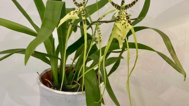 【21428】长萼兰（蜘蛛兰）【兰花词典18】 Brassia gireoudiana 香，长萼兰属（蜘蛛兰） //静姐说花 смотреть онлайн