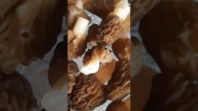 Сушка Сморчков💞 смотреть онлайн