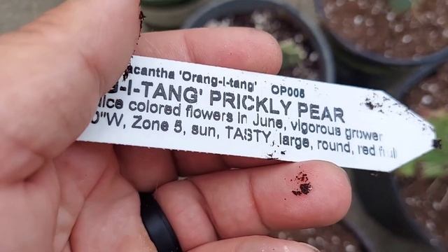The prickly pear varieties that I grow for fruit production in Cincinnati смотреть онлайн