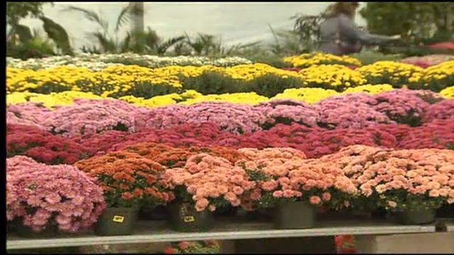 Choosing Color for Cool-Season Bedding Plants смотреть онлайн
