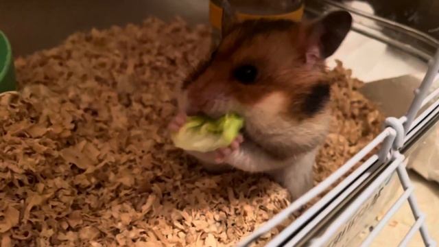 Хомяк прячет салат за щечки смотреть онлайн