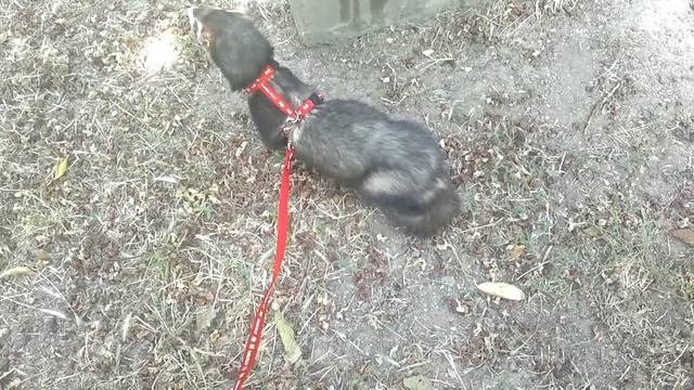 Гоша 2012-06-17-.mp4 смотреть онлайн