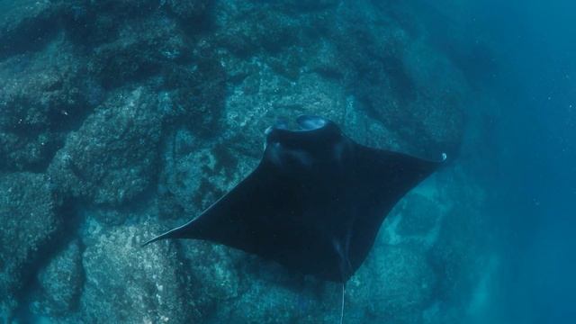 Ocean of Giants: A Manta Ray Experience in 4K смотреть онлайн
