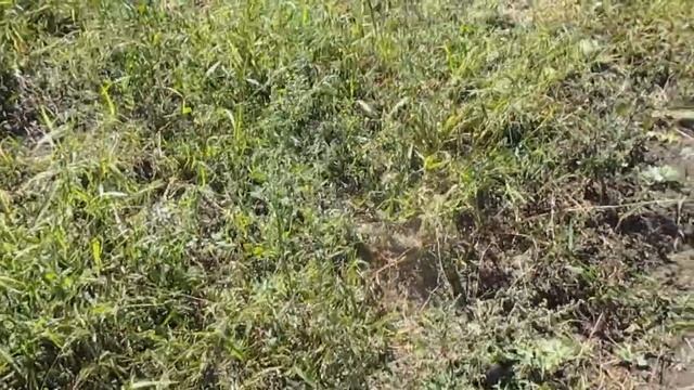 Мини итог дачного сезона 2017г, смотреть онлайн