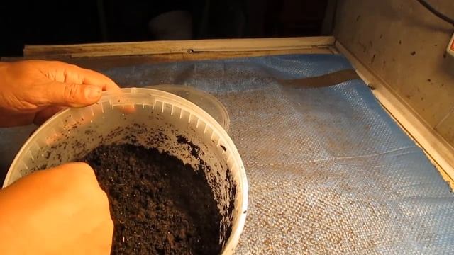 Селекция. Эксперимент. "Смесь Бульдога с Носорогом!" 2часть. смотреть онлайн