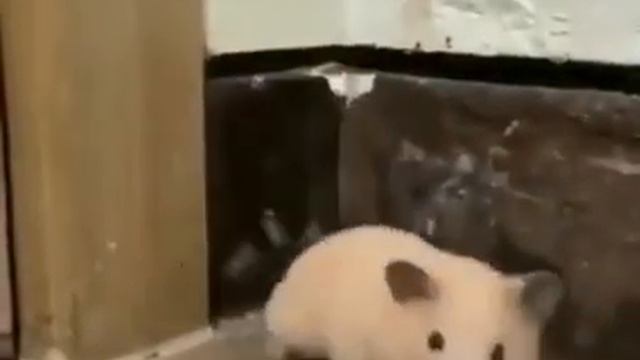 Бедный хомяк смотреть онлайн