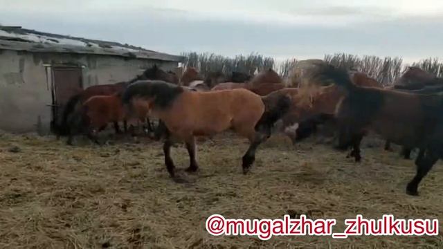 Мұғалжар Жылқысы Ақтөбе обл Мұғалжар ауданы уйірге жаңа мұғалжар айғыр қосуда Айқұла 2018 жылгы смотреть онлайн
