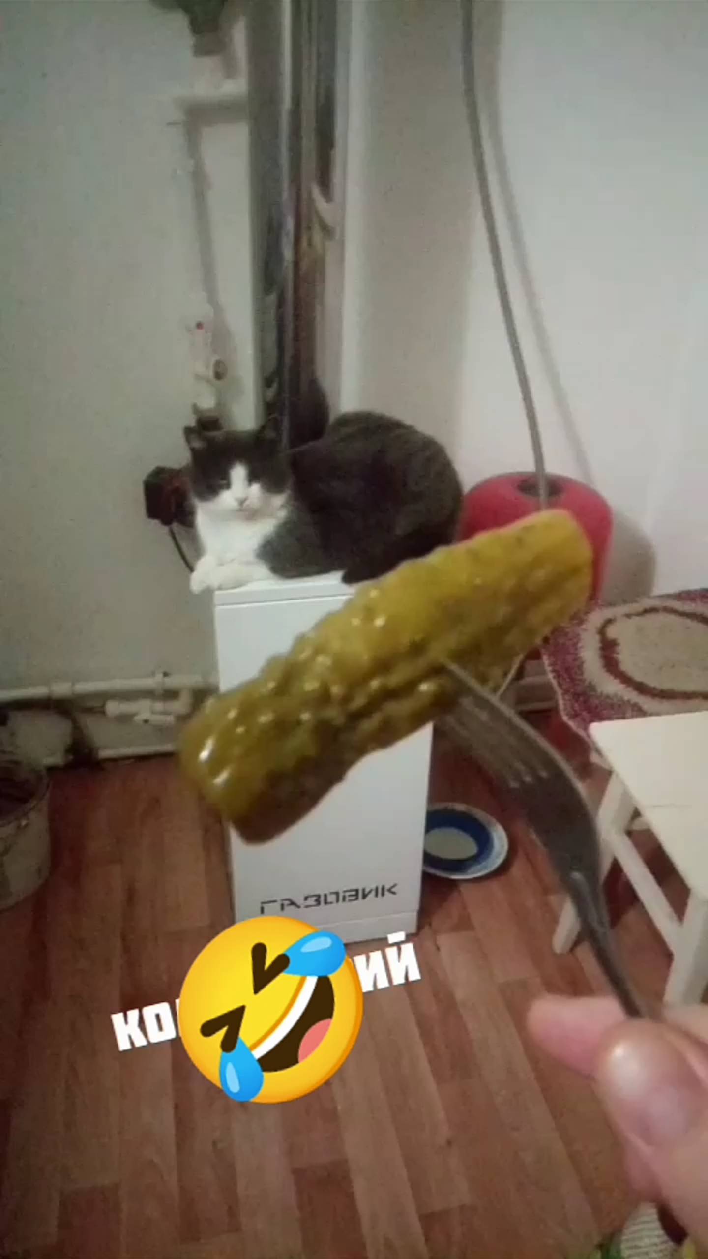 Кошка завтракает Огурец