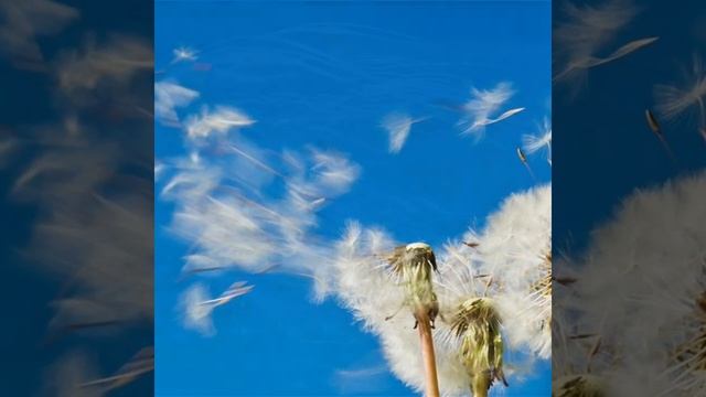 Фатима Черчесова Путь Любви смотреть онлайн