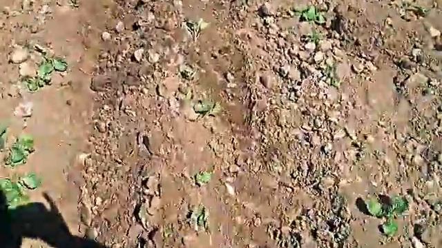 окучивание картошки смотреть онлайн