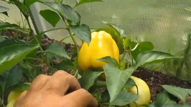 Выращивание сладкого перца . 4 часть . смотреть онлайн