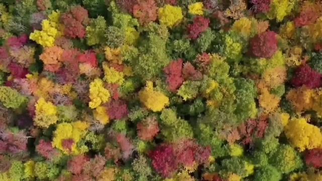 ПОКАЗАЛА СВОЁ ИСТИННОЕ ЛИЦО. ПИРАТСКАЯ ЖИЗНЬ. ОБЗОР. смотреть онлайн