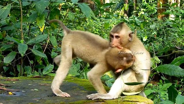 Terrible Hurt / Rojo Was Scared And Hurt When Longtail Catch And Strong Push Behind