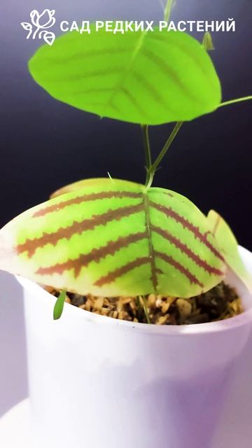 Кристия обкордата и кристия веспертилионис Christia obcordata \ verpertilionis #цветы #кристия #бобо