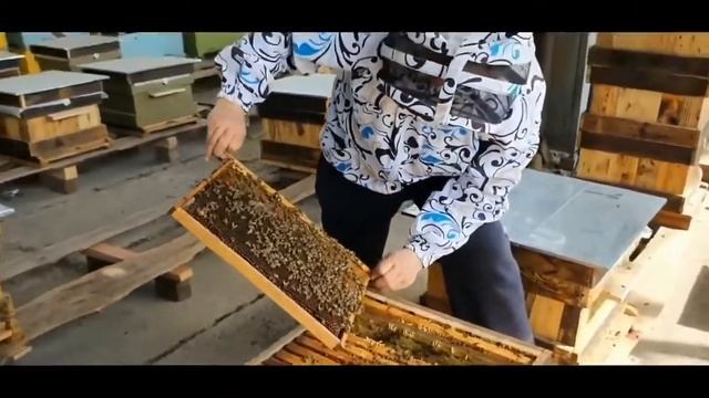 Красивый обзор пчел смотреть онлайн