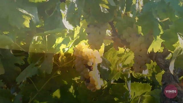 In Giro per Cantine - Azienda Agricola Mazara Francesco, il Vino della Sicilia che ci Piace смотреть онлайн
