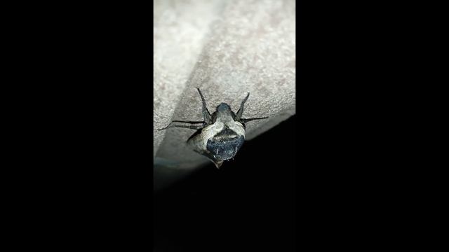 Бабочки - мотыльки ночные смотреть онлайн