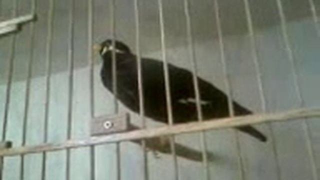 Говорящий скворец смотреть онлайн