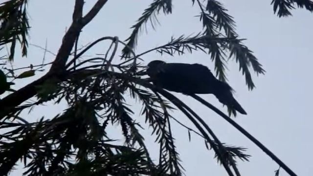 Mating call of the cuckoo смотреть онлайн