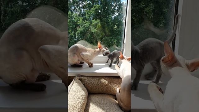 Секреты кошачьего поведения 🐾😽😽😽 #funny #animals #cats #смешные #funnycats смотреть онлайн