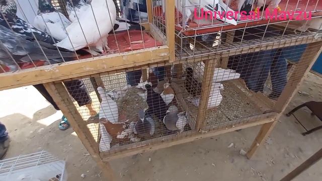 KABUTARLAR NAMANGAN BOZORI бозорда: Антиқа каптарлар, 400 долларли каптар, рапури,  #каптарлар