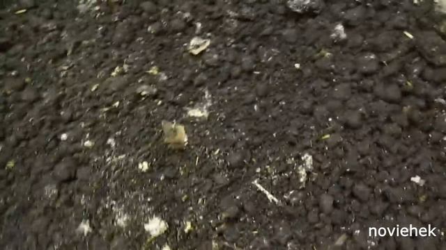 Реабилитация Дендробены. Откорм червя . Переезд кухни . смотреть онлайн