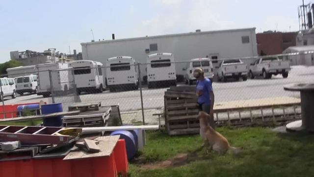 Sirius - FSA Agility смотреть онлайн