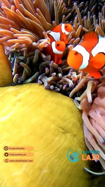 Clownfish Secrets: Facts About Clownfish you Never Knew! #shorts смотреть онлайн