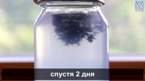 В4 - Опыт «Сатурново дерево в агар-агаре»