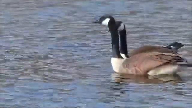 Nature's Touching Moments # 1: Canadian (Canada) Geese Mating Ritual смотреть онлайн