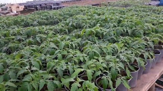 Рассада томатов от А до Я - ЗОЛОТЫЕ ПРАВИЛА ВЫРАЩИВАНИЯ смотреть онлайн