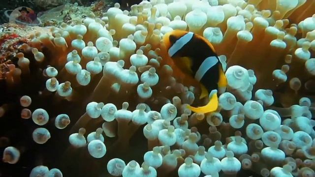 RELAXING MUSIC WITH A BEAUTIFUL VIDEO, Relax music, sleep music смотреть онлайн